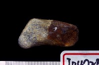 藏品(鹿角一段)的圖片